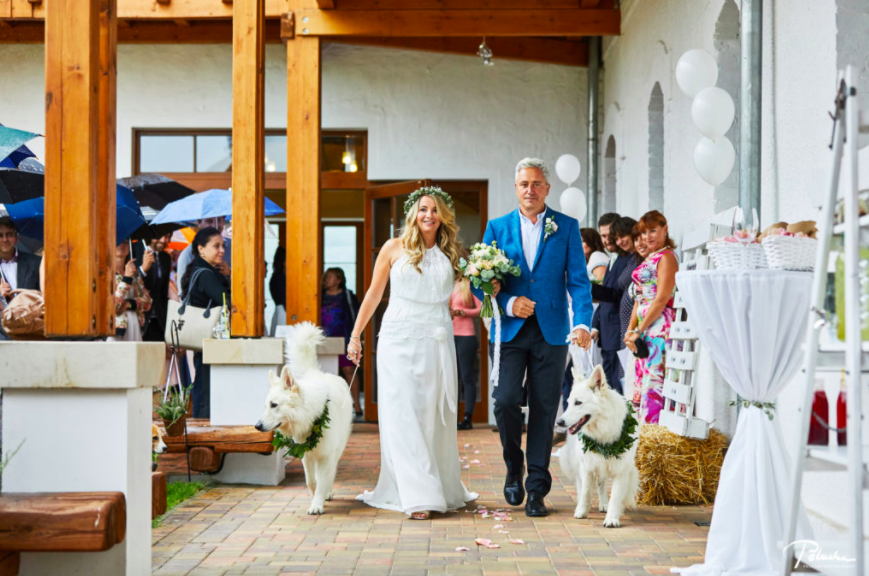 Деревенские свадебные собаки на свадьбе